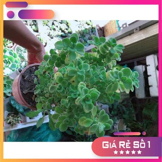 Sen đá nhất mạc hương kèm chậu sứ Ưa Thích
