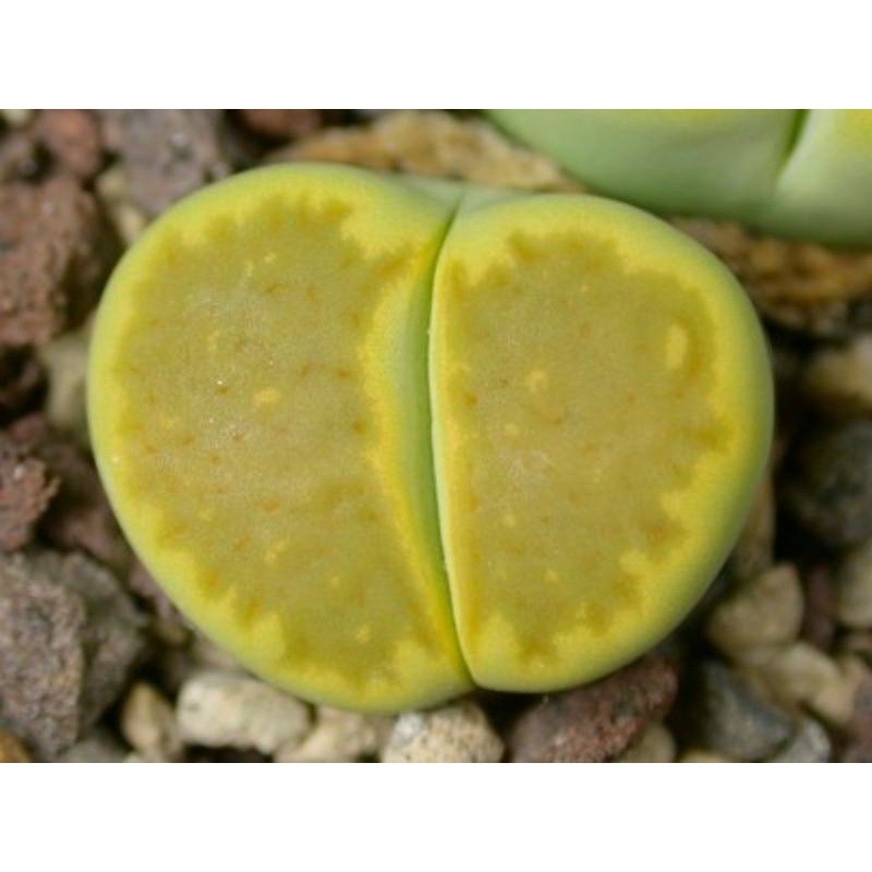 Lithops Green Soapstone C111A