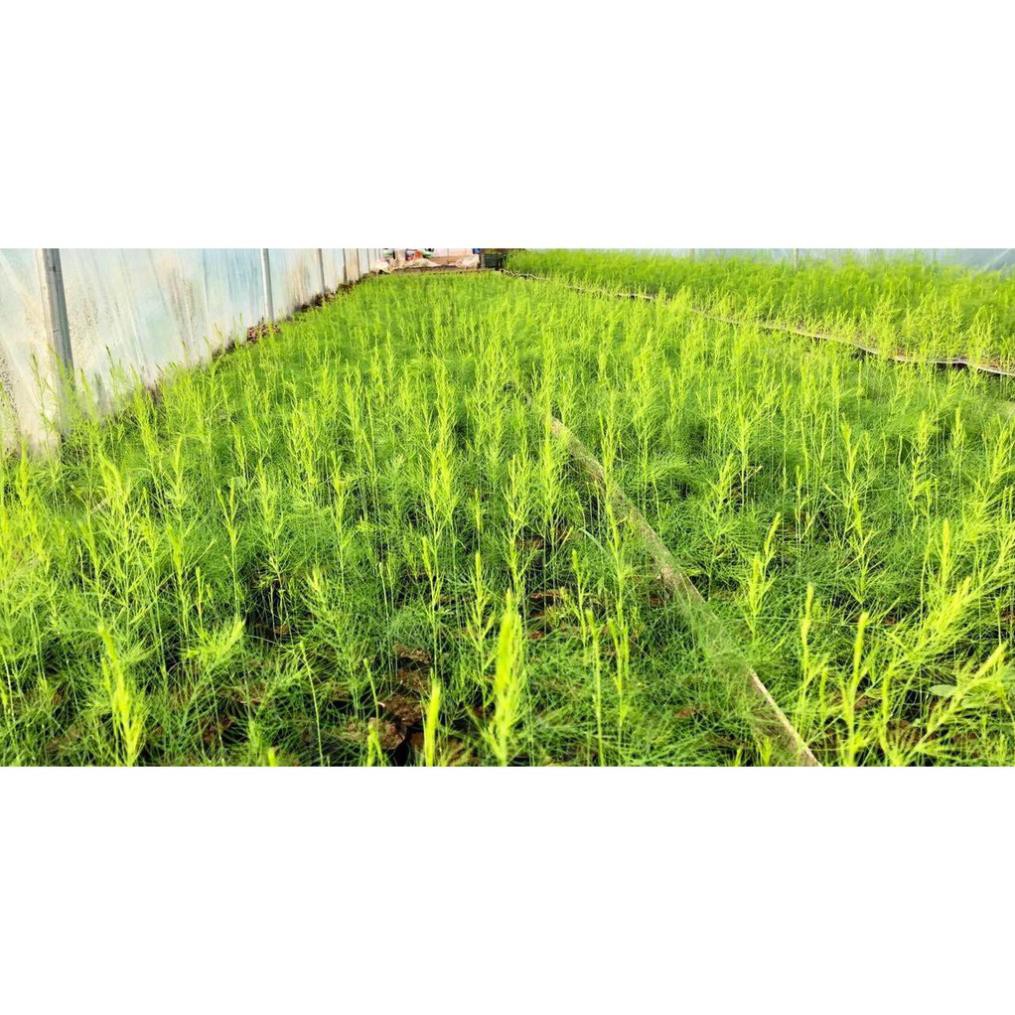 Hạt giống măng tây Grande Mỹ gói 30 hạt