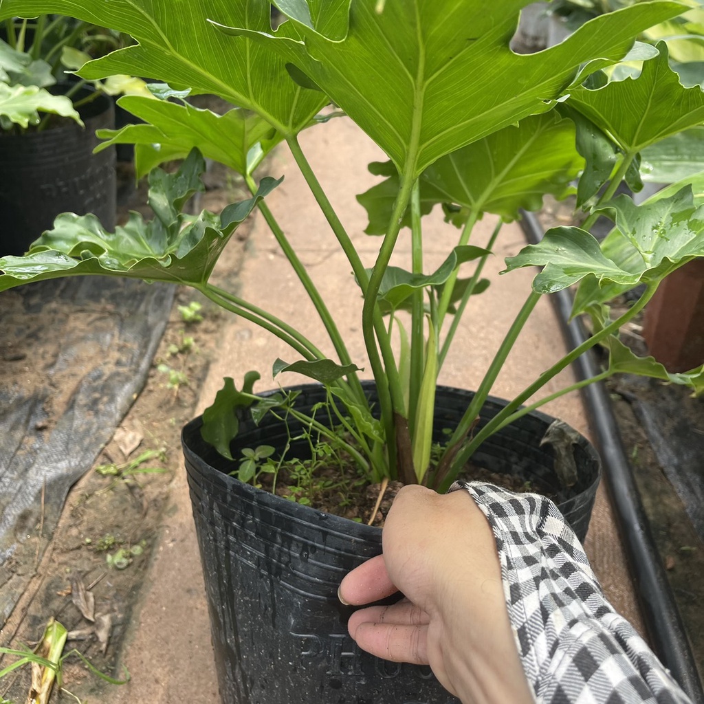 Cây trầu bà thanh xuân  chiều cao 40cm tán lá xum xuê hình răng cưa nhiều chồi non