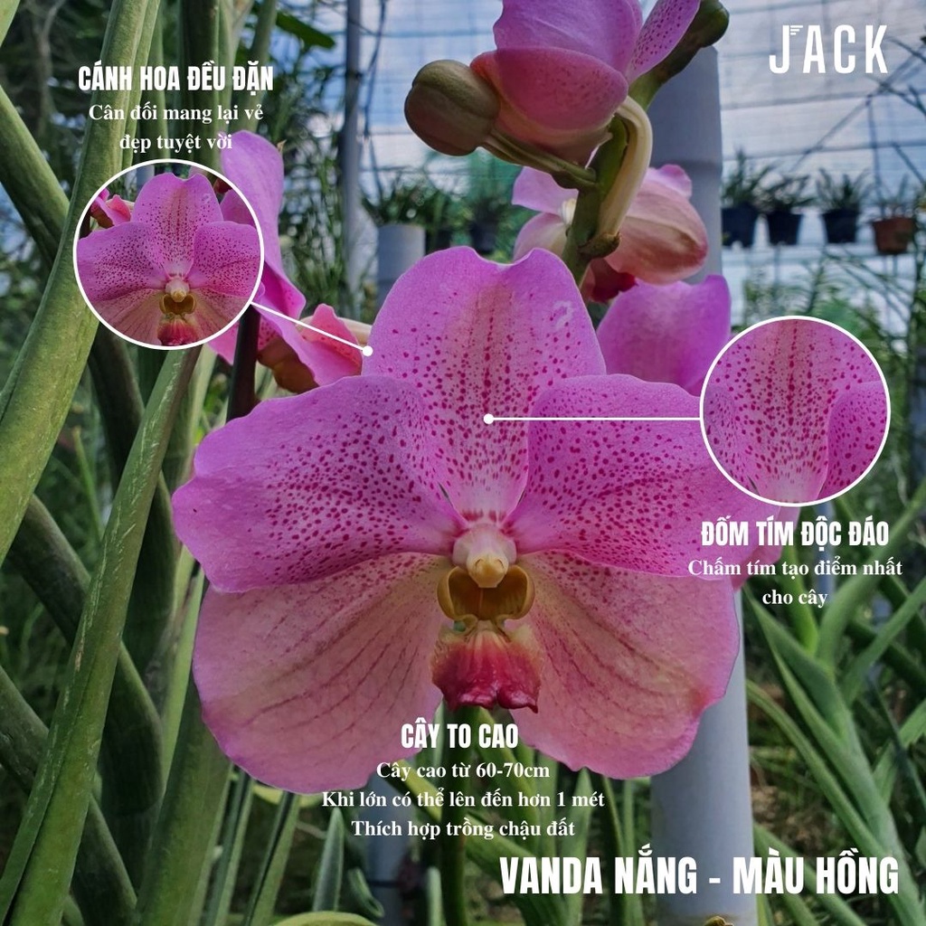 Lan Vanda Nắng Bông To - Vanda Lá Kim