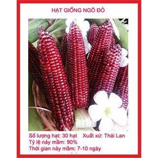 Gói 30 hạt giống ngô nữ hoàng đỏ TẶNG KÈM PHÂN VÀ KÍCH MẦM