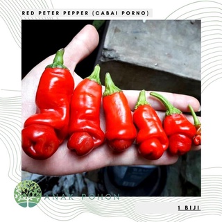 Hạt ớt cu tí pepper 15h hạt giống nhập khẩu