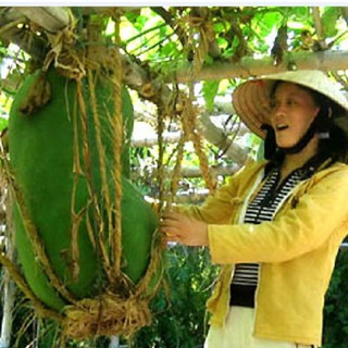 Hạt giống bí đao khổng lồ 5 hạt (TẶNG gói kích thích hỗ trợ hạt nảy mầm)