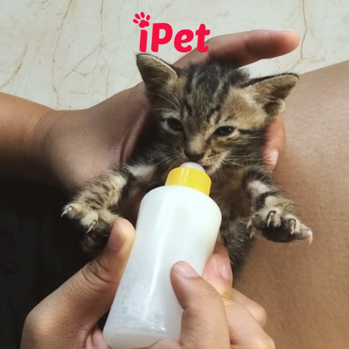 Sữa Bio Milk For Pet Cho Chó Mèo Con Sơ Sinh, Thú Cưng Mang Bầu, Biếng Ăn Cần Bổ Sung Dinh Dưỡng - iPet Shop