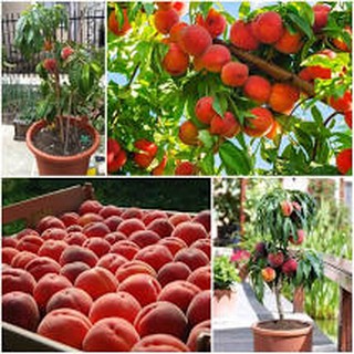 Cây giống đào tiên nhật bản