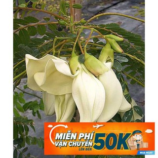 2g Hạt Giống Cây Bông So Đũa (C5.301| C51*W35) PHÚ ĐIỀN