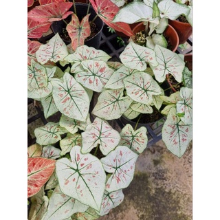 Cây môn dâu - caladium