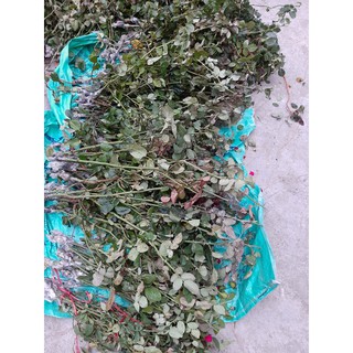 Cành Chiết Hoa Hồng  Cổ Quế (Giống Hoa Hồng)