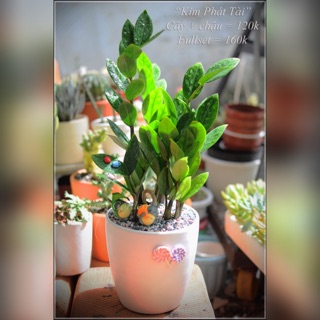 Kim tiền luôn chậu