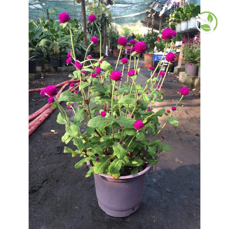 Hạt Giống Hoa Cúc Nút Áo Mix  PN-13 Phú Nông - Gói 0.5g - Strawberry Gomphrena