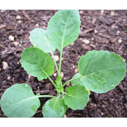 1 Cây BÔNG CẢI XANH/TRẮNG SÚP LƠ cao 5-10cm.200ktặng0.5Ldịchtrùn. SHIP 30PHÚT KHO QUẬN11,7,9,THỦĐỨC, PHÚNHUẬN