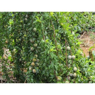 cây mận hậu (combo 2 cây)