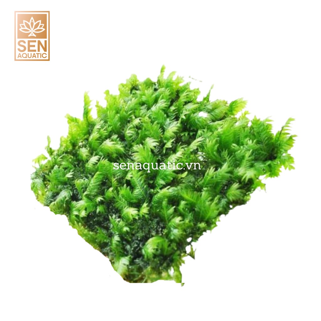 Rêu Phượng vĩ Đài 8x8 - Cây Thủy Sinh