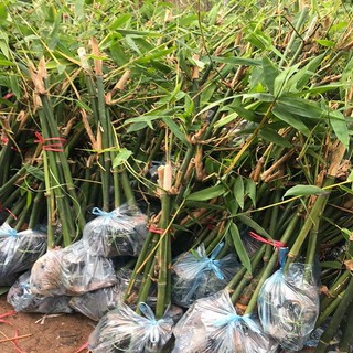 Combo 2 cây giống măng tre Bát Độ