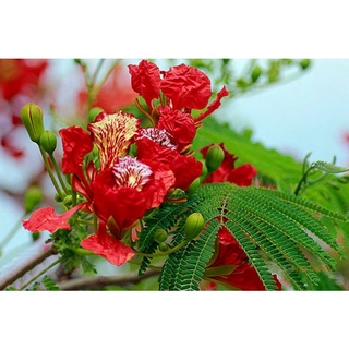 500gram hạt giống phượng vĩ