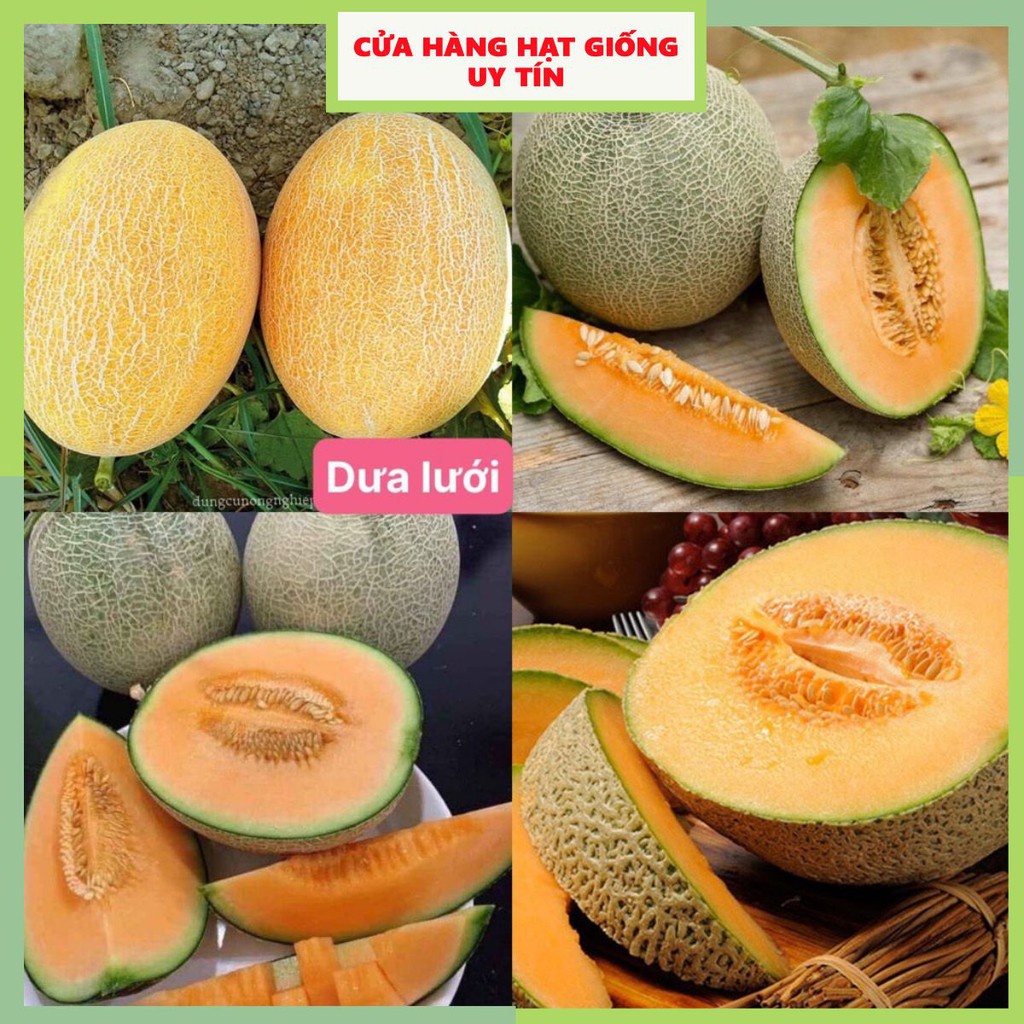 Hạt giống dưa lưới F1 Loại dễ trồng năng suất cao kháng sâu bệnh ( gói 50gram, 100gram , 200gram)