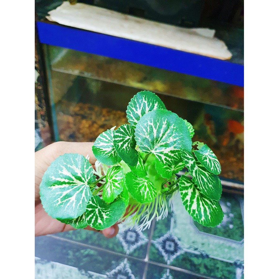 RONG TRANG TRÍ HỒ CÁ NON BỘ CAO 4CM