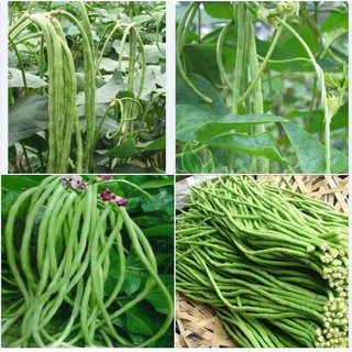 20Gr Hạt giống Đậu Đũa Xanh Cao Sản