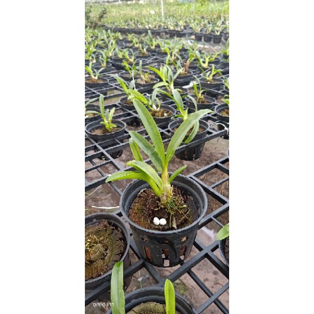 Hoa phong lan denro nắng Pensoda