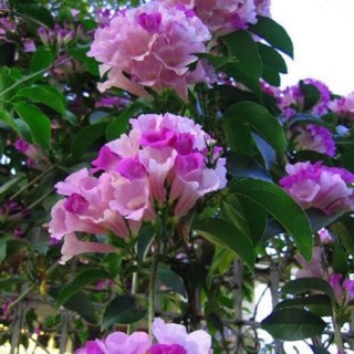 Cây hoa lan tỏi