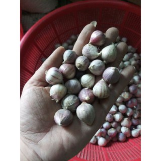 1kg tỏi ta ( sàng sảy sạch sẽ rồi)