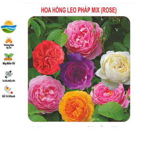 Hạt giống hoa hồng leo mix 20 hạt