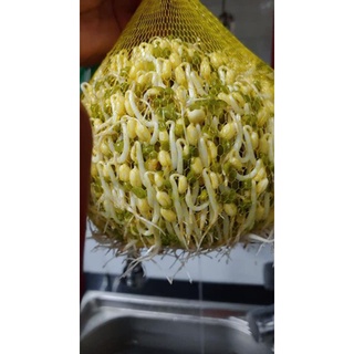 Đỗ xanh quê làm giá đỗ 55k/1kg