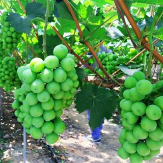 Cây Giống Nho Leo Giàn Mẫu Đơn ( nho giống Nhật Bản ) Shine Muscat