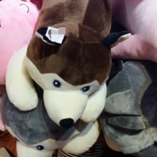 Gấu Chó Husky  (có 2 màu )