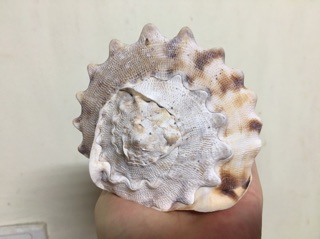 Vỏ ốc kim khối vàng