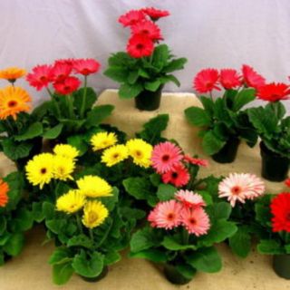 Hạt giống hoa đồng tiền nhiểu màu - hoa trồng chậu, phát triển khỏe