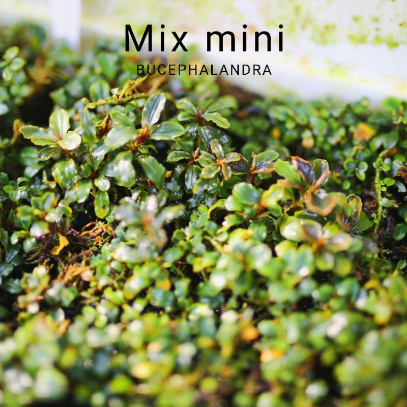 Bucep mix mini | Cây thủy sinh nguyên cụm | Hàng bụi | lá cạn