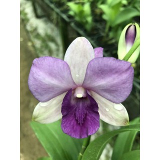 Dendro lai hồ điệp hoa tím
