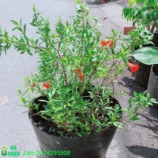 Cây lựu cho sai trái