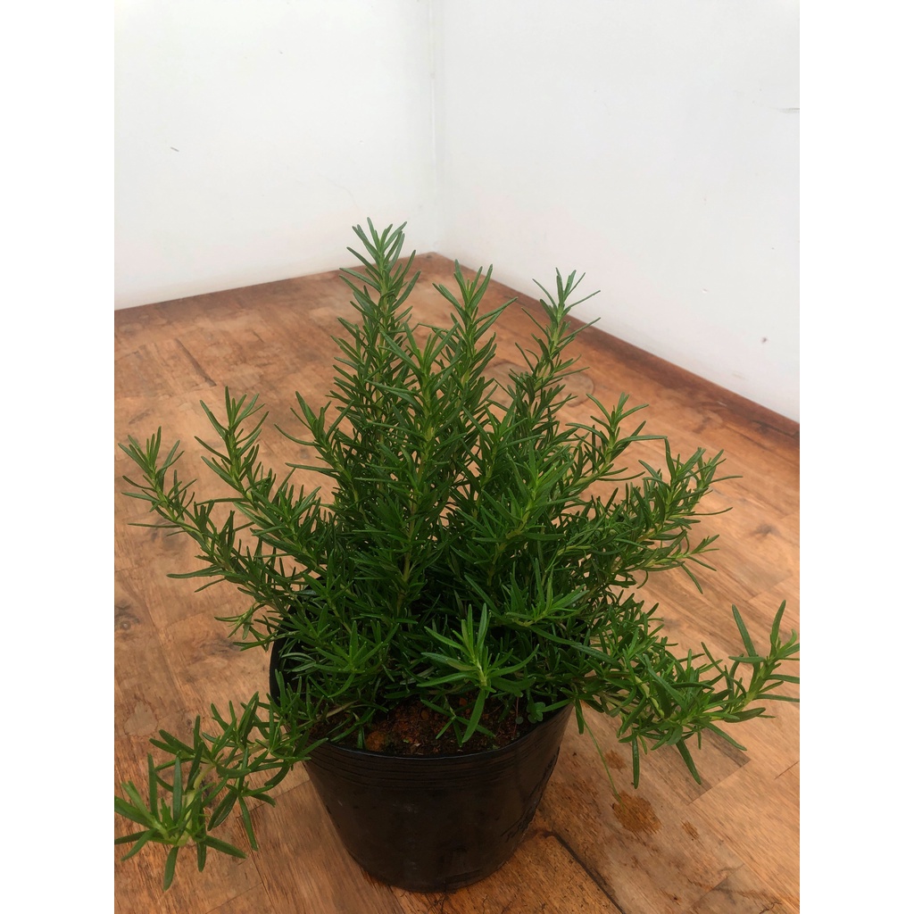 Cây hương thảo - rosemary, hương liệu đuổi muỗi, gia vị Âu, vườn của an
