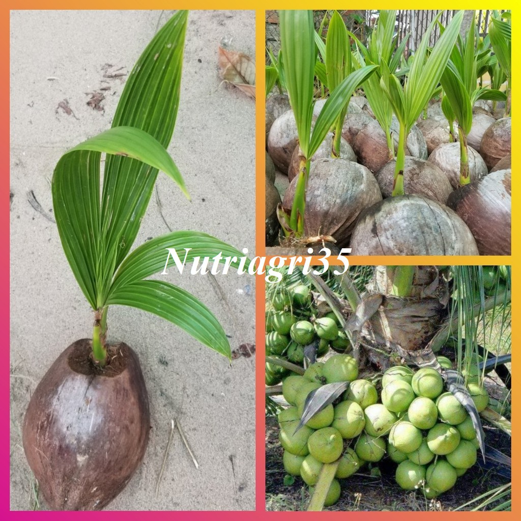 Cây giống dừa xiêm xanh lùn Bến tre  đúng chuẩn-siêu lùn