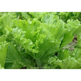 hạt giống cải mào gà hạt giống f1