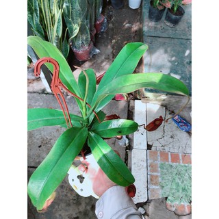 Cây nắp ấm cây ăn thịt côn trùng