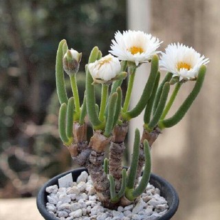 Hạt giống cây tai thỏ xanh - 1 gói 50 hạt