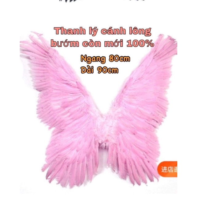 Cánh Thiên Thần Lông Bướm Hồng Chụp Ảnh Sudio