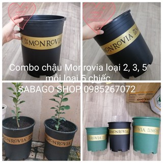 Combo chậu nhựa trồng cây Monrovia 5 chậu mỗi loại