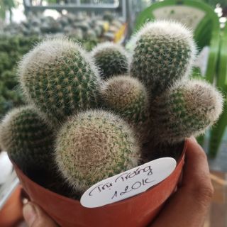 Xương rồng bụi Trụ Trắng