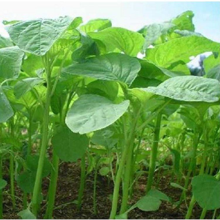 Hạt giống rau dền lá liễu xanh - 1 gói 20gr