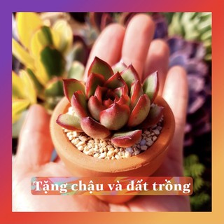 SEN ĐÁ TỪ A->Z CHO NGƯỜI MỚI CHƠI 🌈MUA NHIỀU CHỌN KHÁC LOẠI🔥