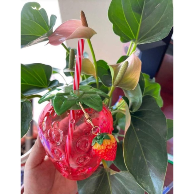 BÌNH DÂU TÂY SIÊU DỄ THƯƠNG