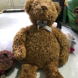 Gấu Teddy lông xù của Lê Xuân
