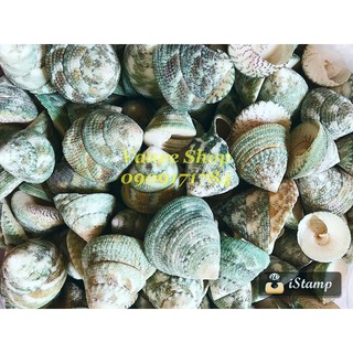 Vỏ ốc nón xanh 100gr