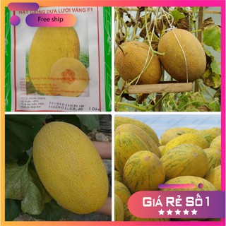 HẠT GIỐNG DƯA LƯỚI VÀNG - 10 HẠT LUCKY.VN