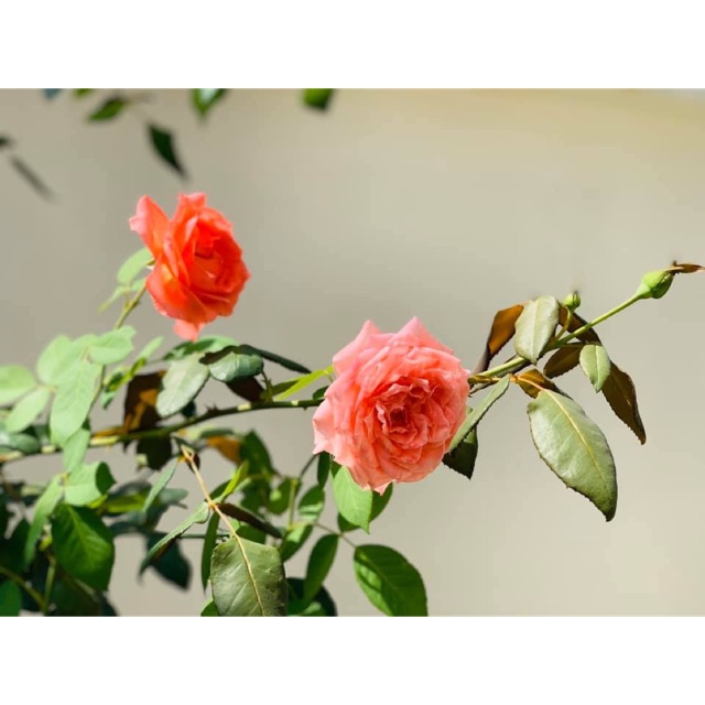 nguyenvanviet1122